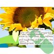 Babo Botanicals Clear Zinc Sunscreen Lotion for sensitive skin with mineral sun protection