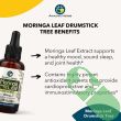 "Top view of Amazing Herbs Moringa Leaf Liquid Extract 1 oz alcohol-free supplement"

