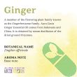 Close-up of Aura Cacia Pure Essential Oil – Anchoring Ginger showcasing the amber glass bottle

