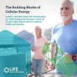 Back label with supplement facts and other ingredients for Life Extension Acetyl-L-Carnitine Arginate

