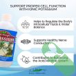 "Eidon Potassium Dietary Mineral Supplement 18 oz bottle on white background"

